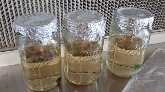 Oyster Mushroom Liquid Culture Recipe